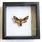 Acherontia atropos - large hawk moth