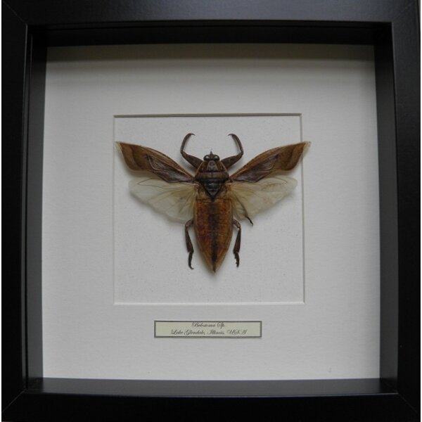 Belostoma sp. - fliegend