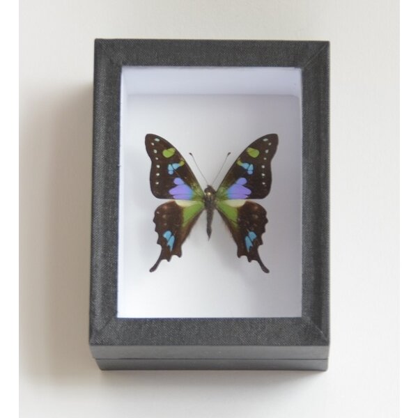 Insect box black 9 cm x 12 cm
