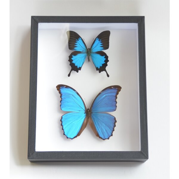 Insektenschachtel schwarz 23 x 30 x 5.50 cm