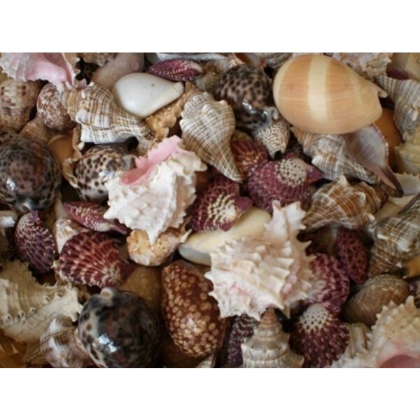 Mix of shells
