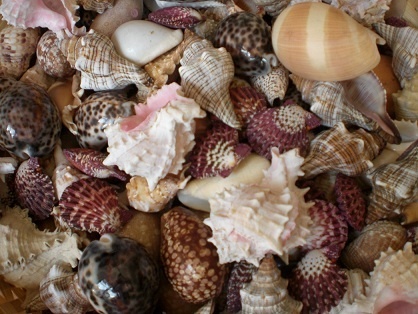 Mix of shells - DeMuseumwinkel.com