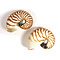 Nautilus naturel S