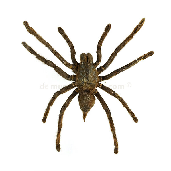 Haplopelma minax - Vogelspinne