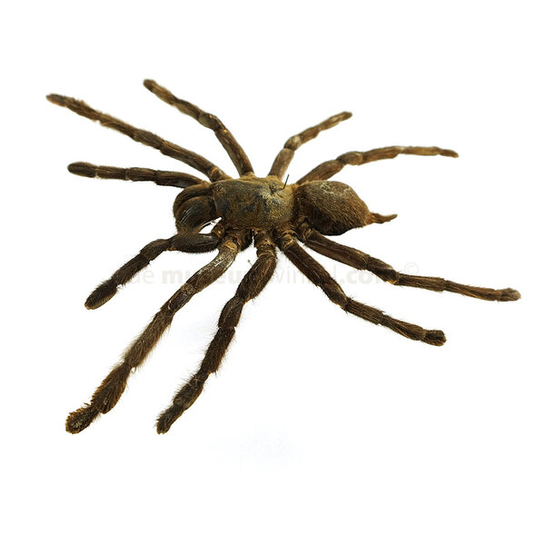 Haplopelma minax - vogelspin