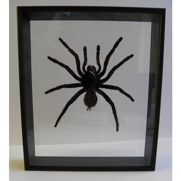 Haplopelma minax - vogelspin