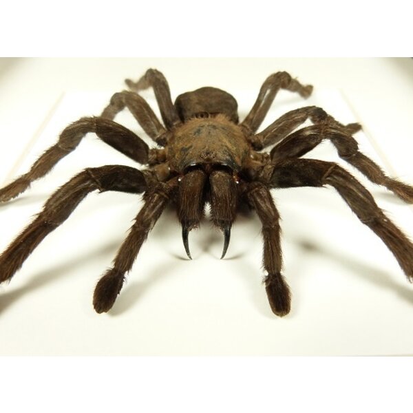 Haplopelma minax - tarantula