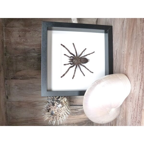 Haplopelma minax - vogelspin