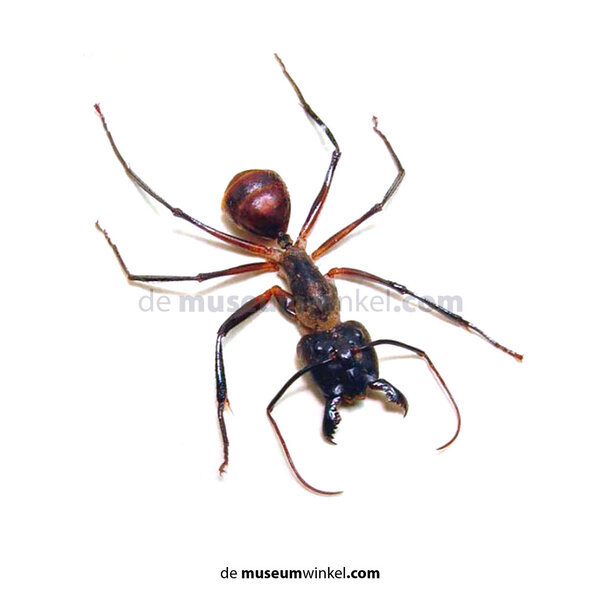 Camponotus gigas