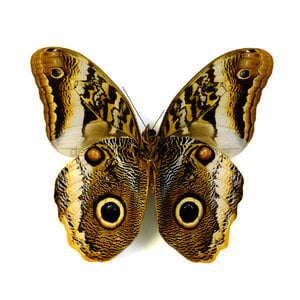 Caligo sp. - owl butterfly dried/papered