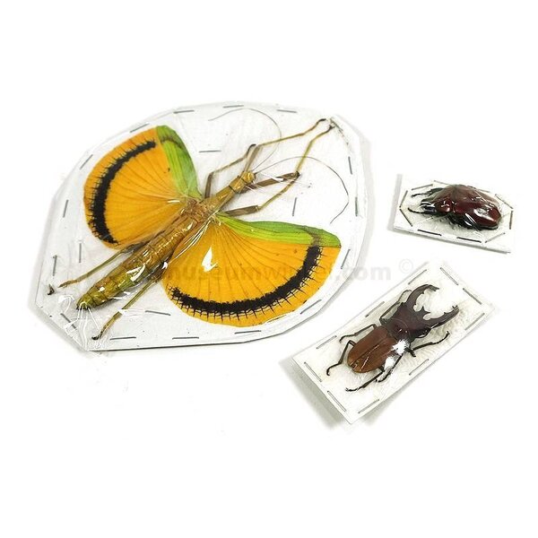 Caligo sp. - uiloog vlinder ongeprepareerd