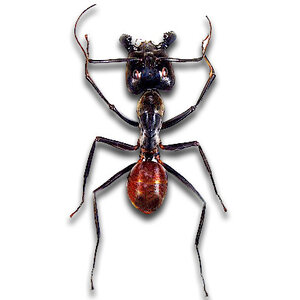 Camponotus gigas ongeprepareerd
