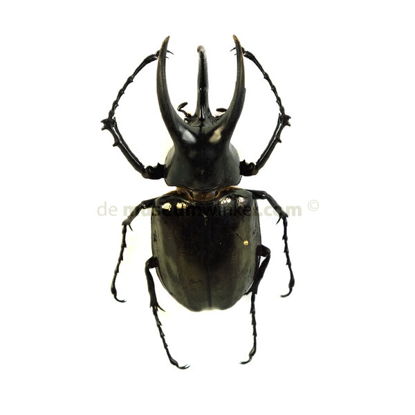 Chalcosoma caucasus dried/papered