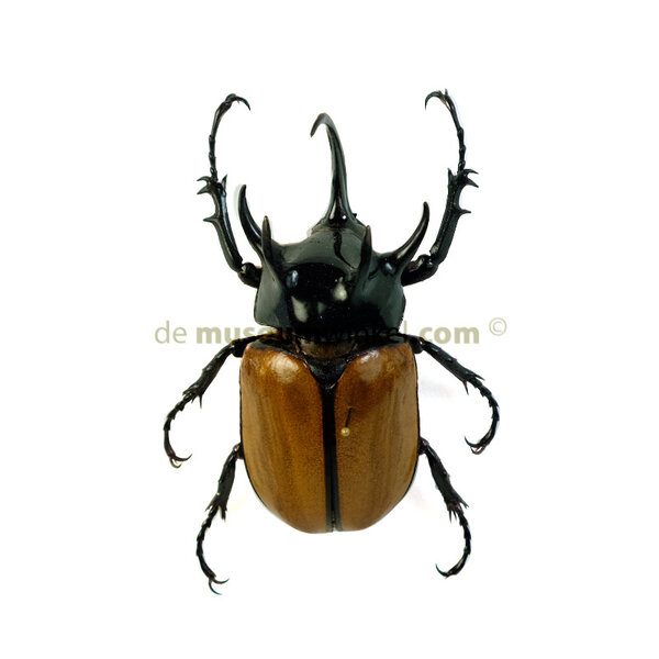 Eupatorus gracilicornis dried/papered