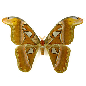 Attacus atlas - atlasvlinder ongeprepareerd