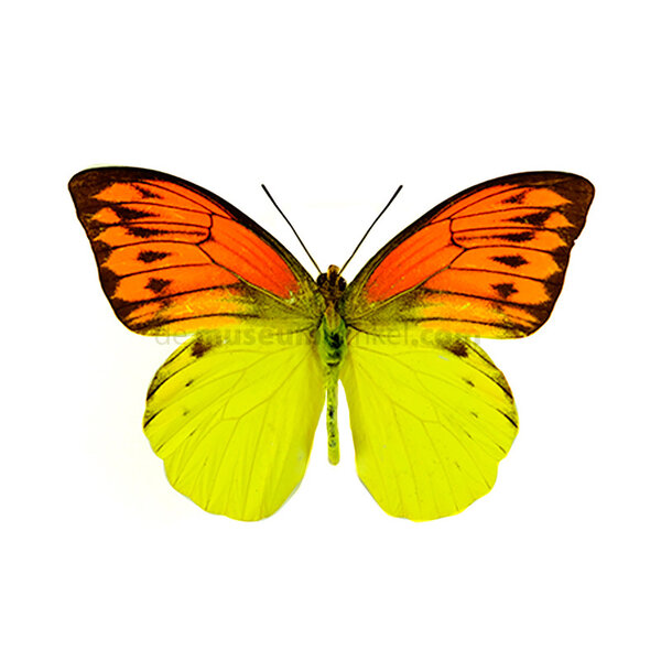 Hebomoia leucippe dried/papered