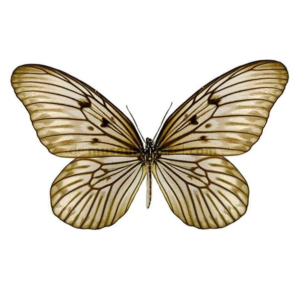 Idea blanchardi marosiana dried/papered