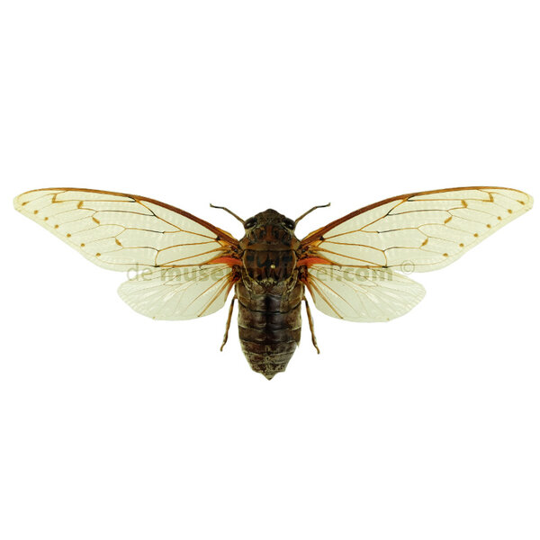 Pomponia imperatoria dried/papered