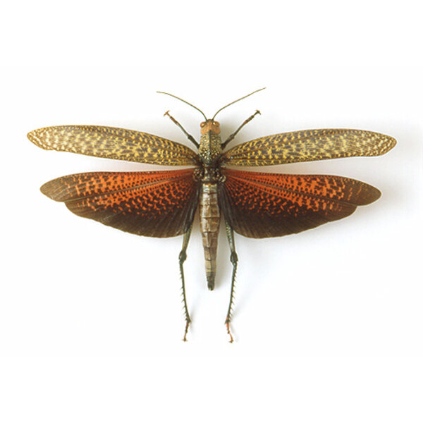 Tropidacris dux ongeprepareerd