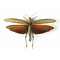 Tropidacris dux dried/papered