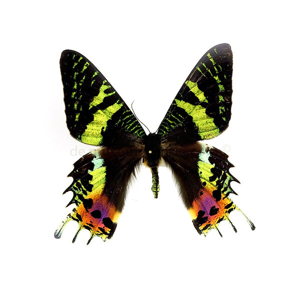 Urania ripheus unpräpariert