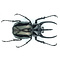 Chalcosoma atlas ongeprepareerd