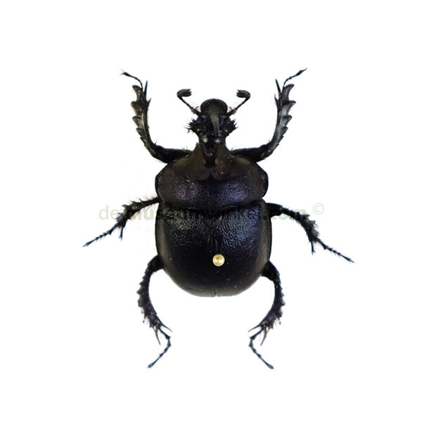 Enoplotrupes sharpi dried/papered