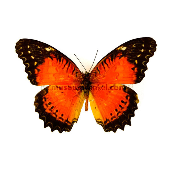 Cethosia biblis - Kopfseite