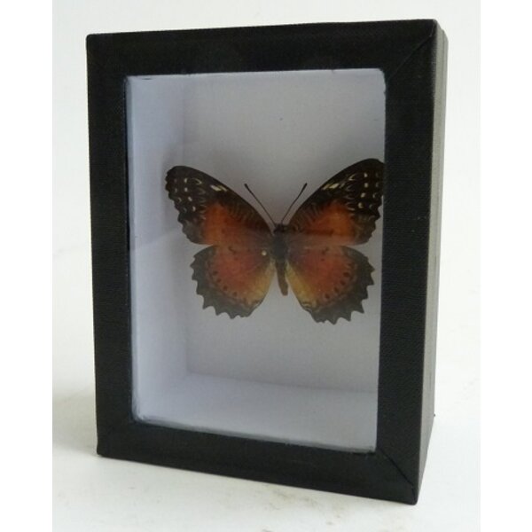 Cethosia biblis - Kopfseite