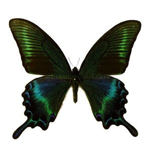 Papilio maackii dried/papered