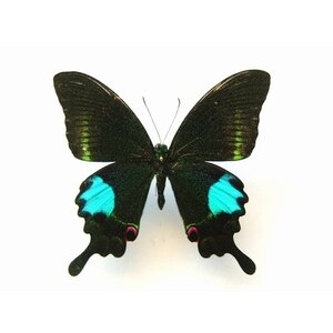 Papilio karna unpräpariert