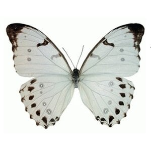 Morpho luna