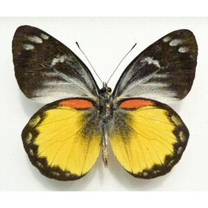 Delias oraia onderkant
