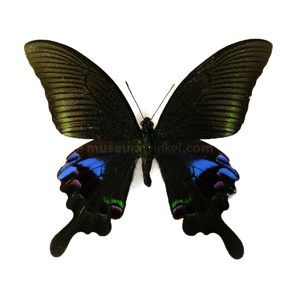 Papilio arcturus