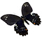 Papilio gambrisius - downside