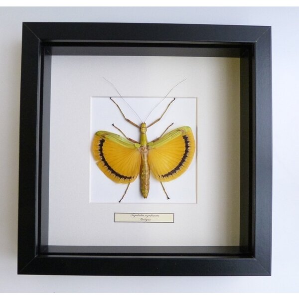 Tagesoidea nigrofasciata