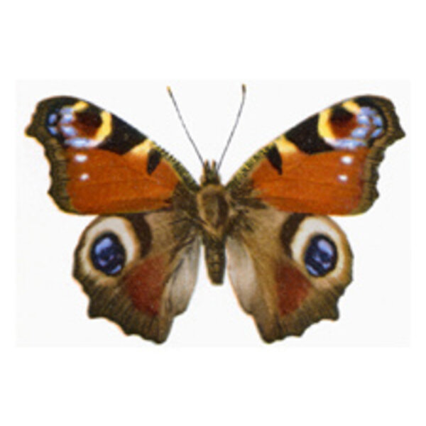 Aglais io unpräpariert