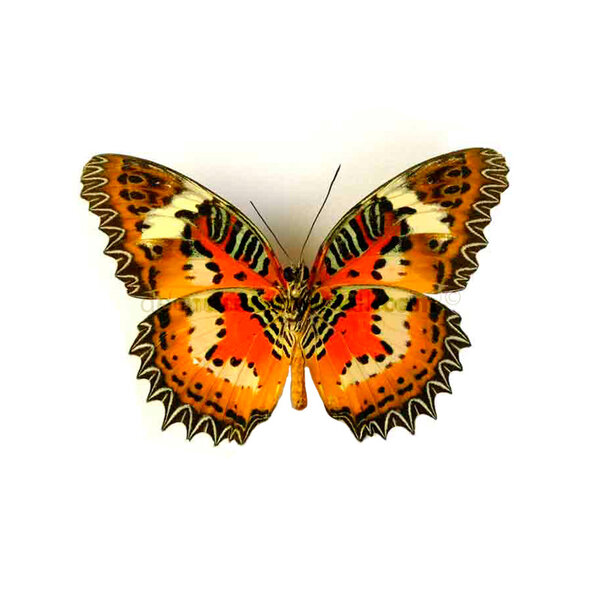 Cethosia hypsea hypsina unpräpariert