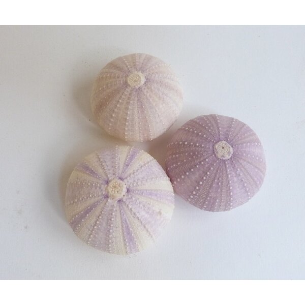 Sea Urchin purple (S)