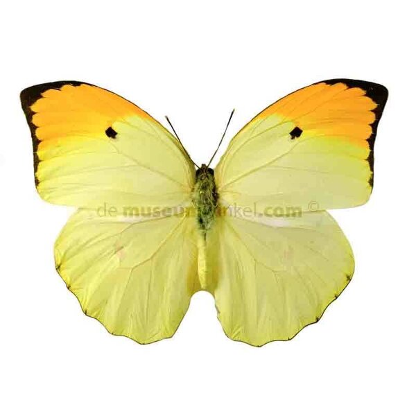 Anteos menippe unpräpariert