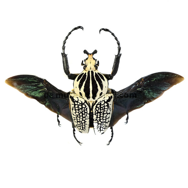 Goliathus orientalis (man) - vliegend
