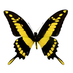 Papilio thoas cinyras unpräpariert