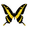 Papilio thoas cinyras ongeprepareerd