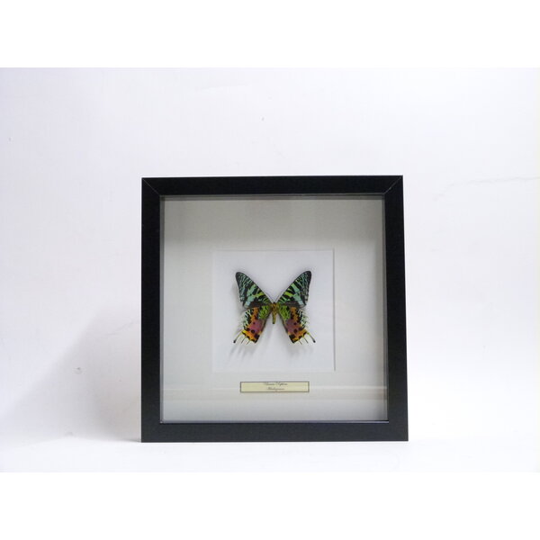 Urania ripheus - onderkant