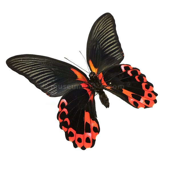 Papilio rumanzovia eubalia - unterseite