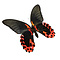 Papilio rumanzovia eubalia - unterseite