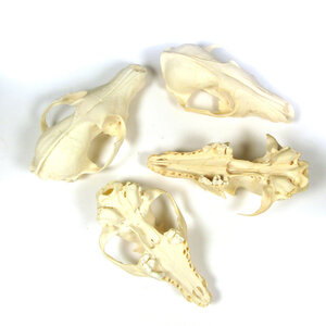 Fox skulls, incomplete (per 4)