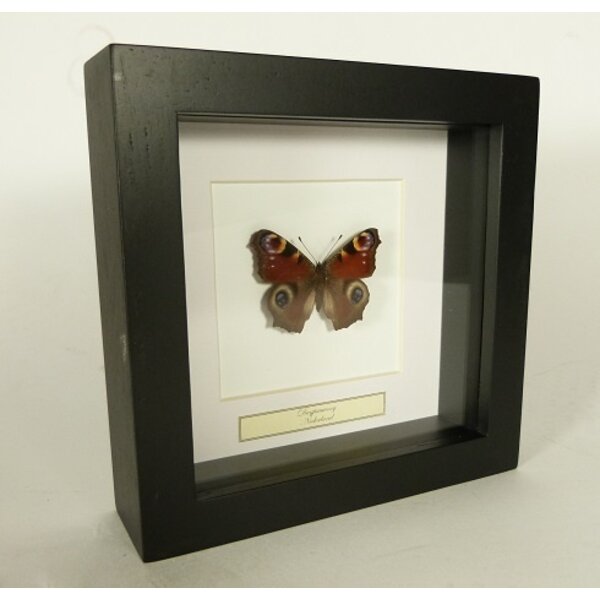 Aglais io - European peacock