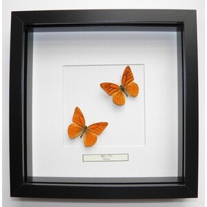 Mounted butterflies (2) in exclusive black wooden frame - Appias nero