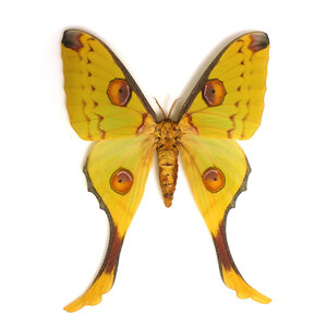 Argema mittrei - comet moth (female)